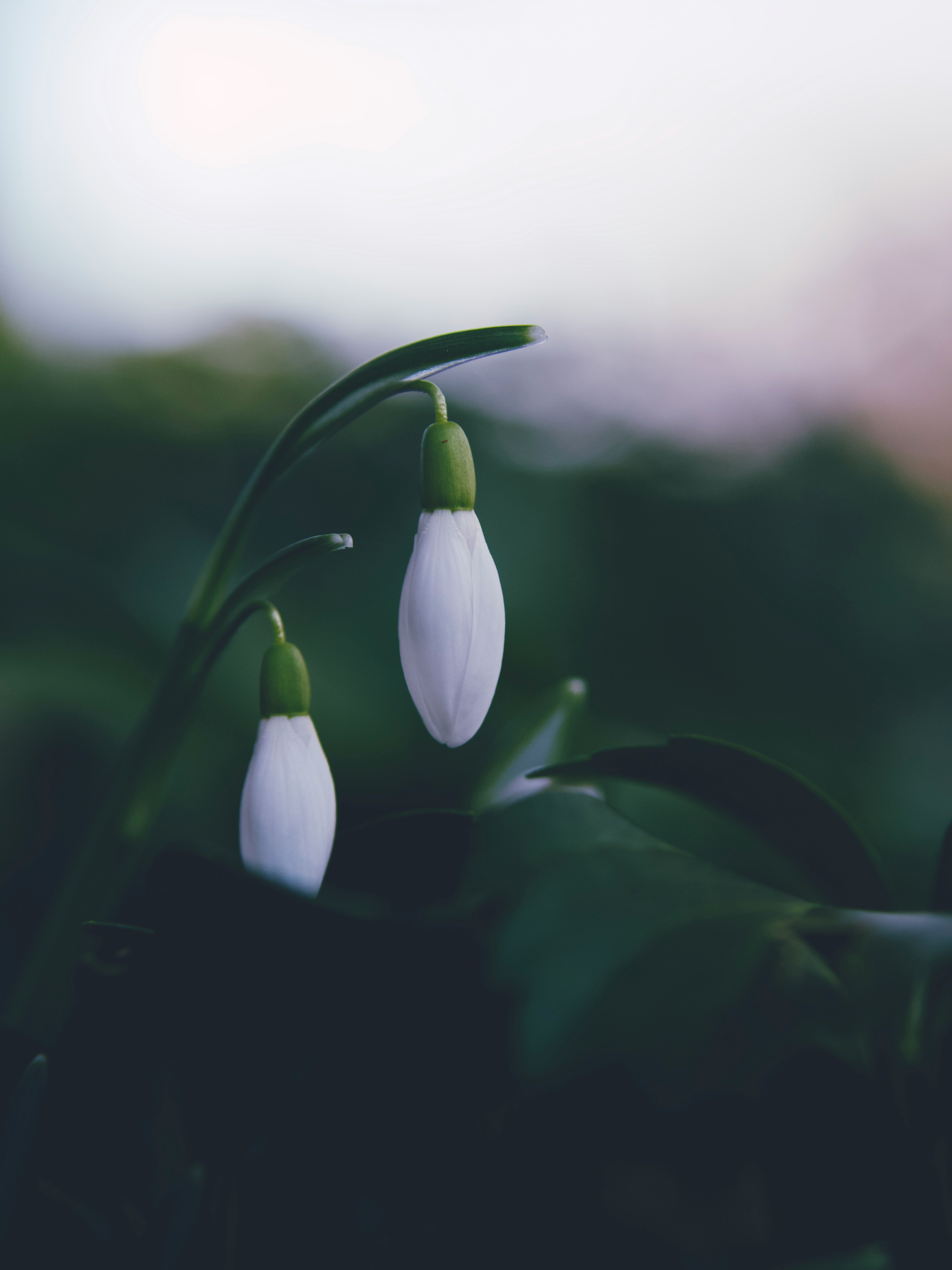 white and green flower bud